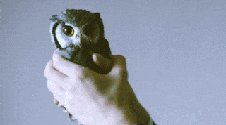LangweileDich.net_Bilderparade_CDXCII_80.gif