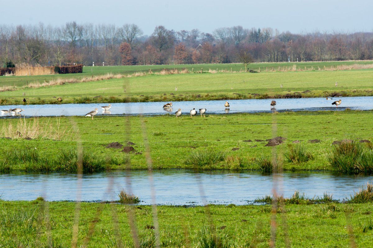 Lauf-1.jpg