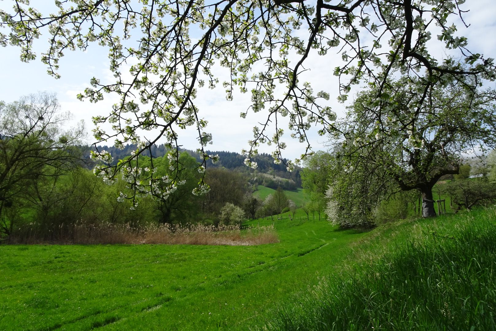 LRG_DSC01358.JPG