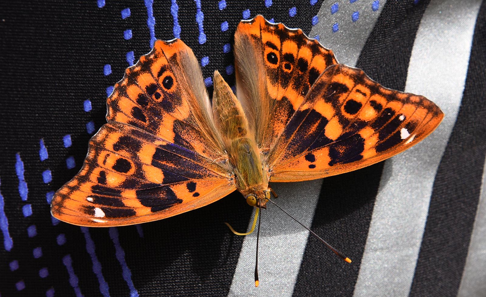 makro24120.jpg