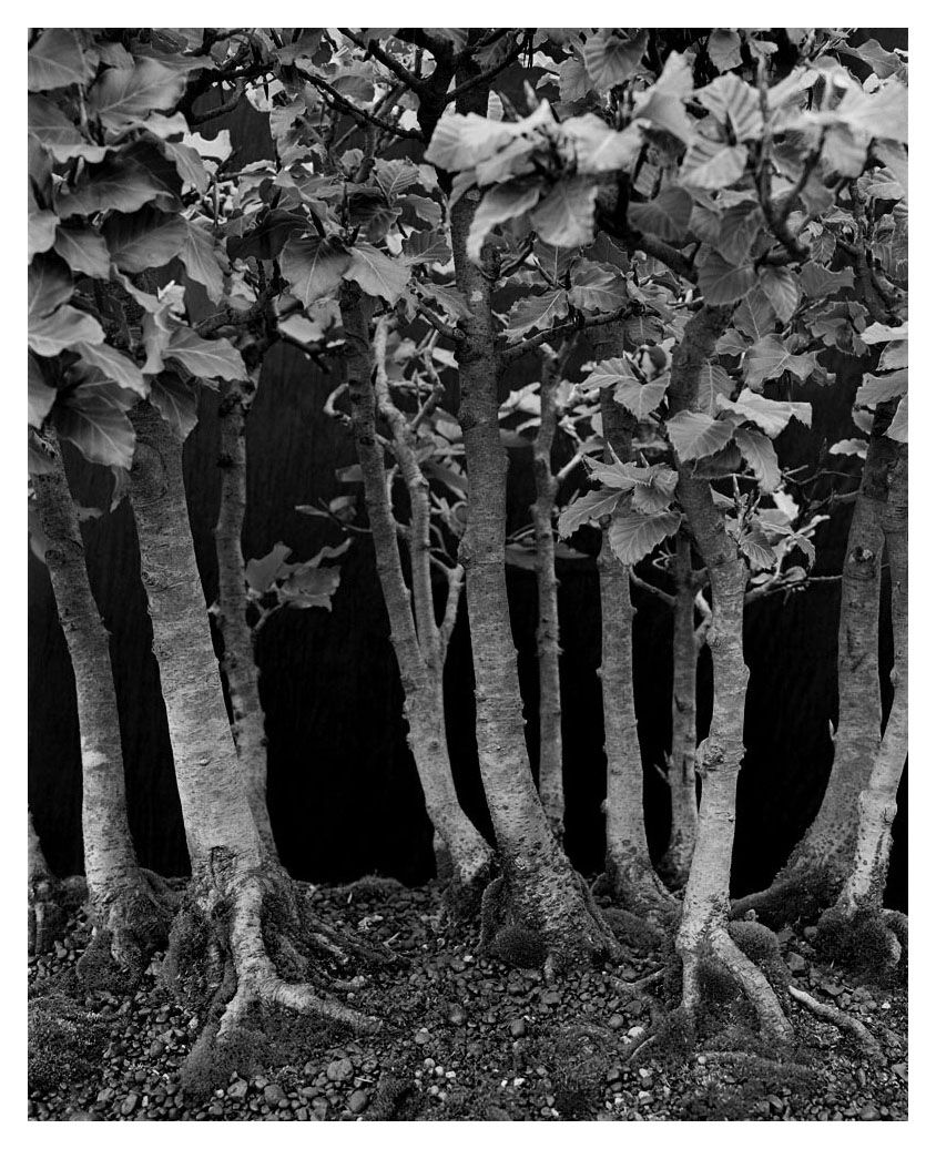 Marcus Bunyan - Growth II.jpg