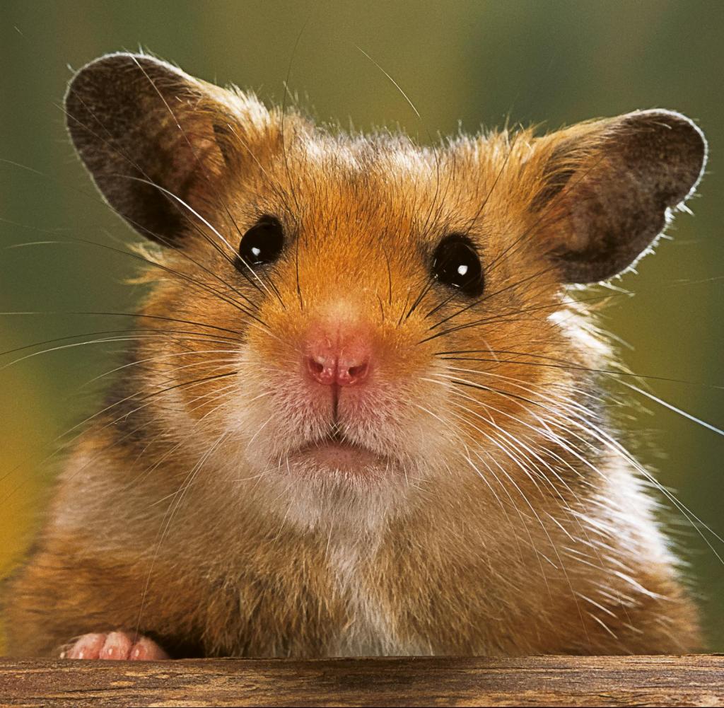 Mesocricetus-auratus-golden-hamster-Syrian-hamster-portrait.jpg