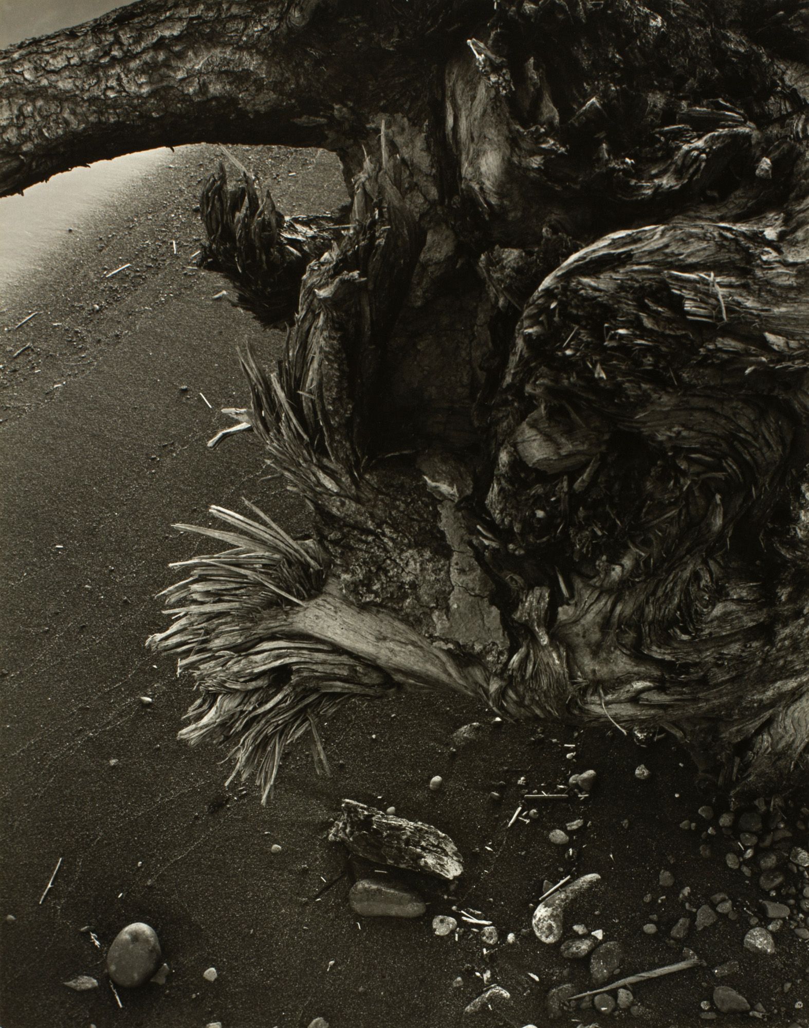 Minor White - Tree Root (c. 1939).jpg