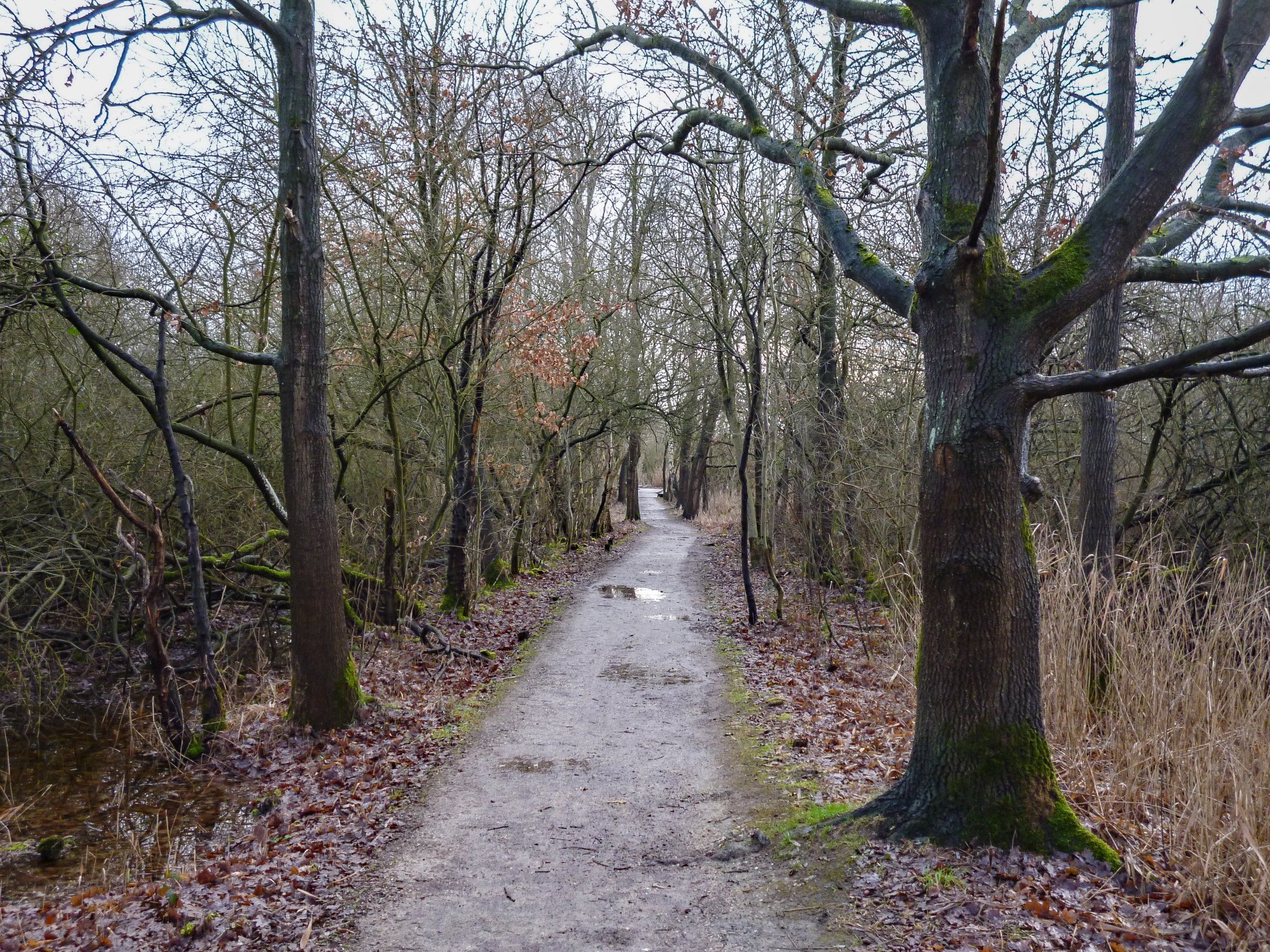 Mit dem Giant durch Heide und Sumpf Bild 4 - Kopie.jpg