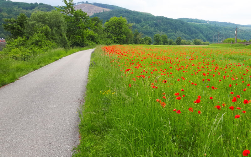 mohn.jpg