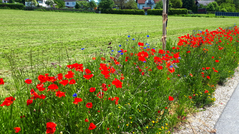 mohn_korn.jpg