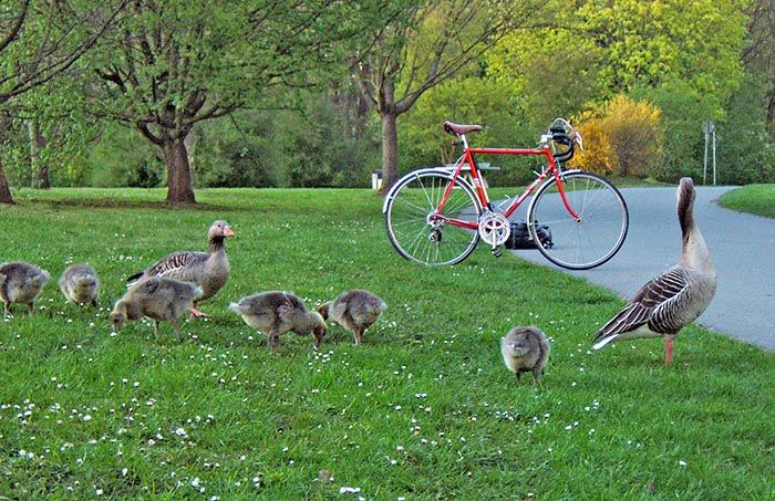 morgens_enten.jpg