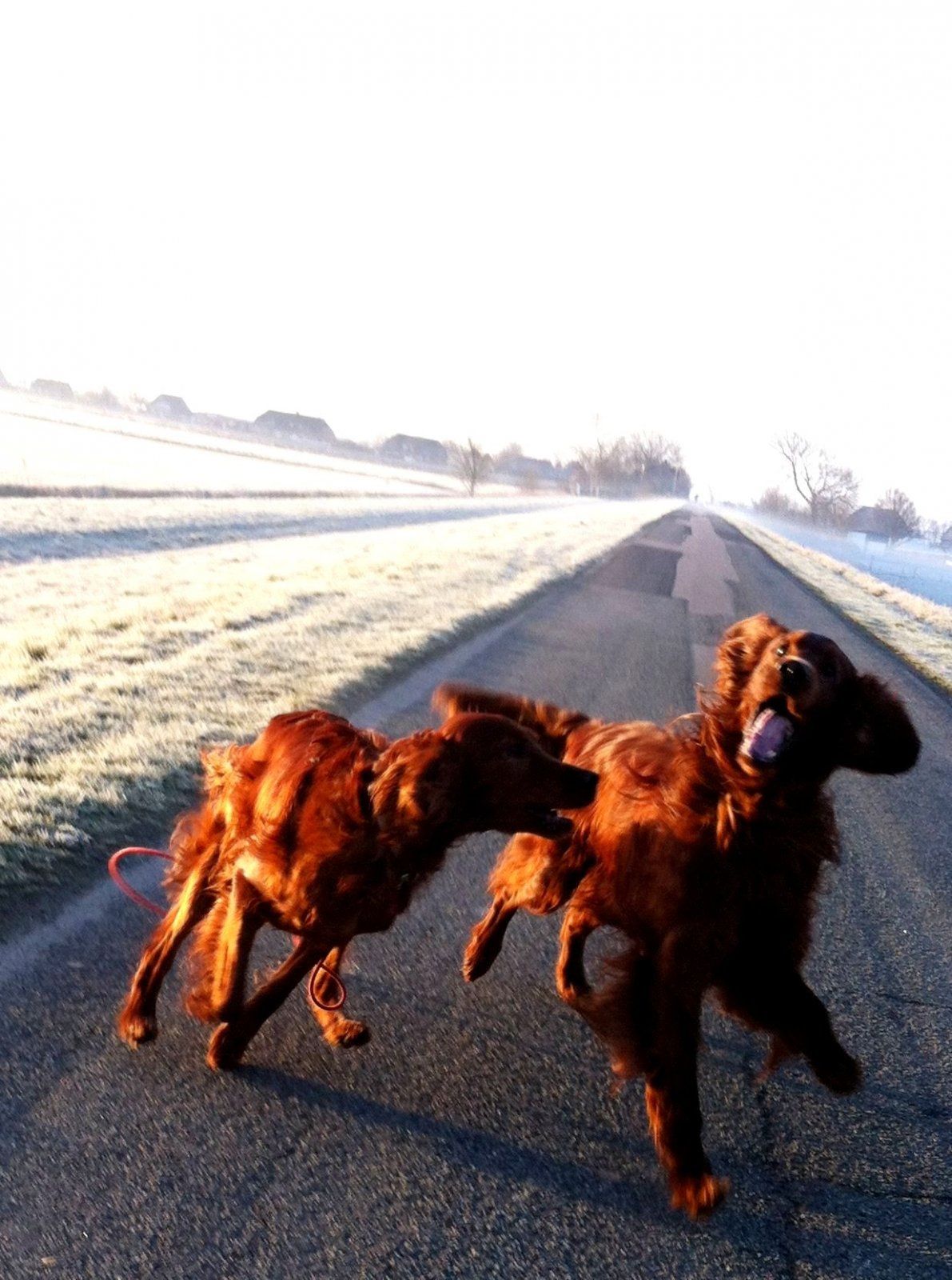 Morgenspaziergang_Ausschnitt.jpg