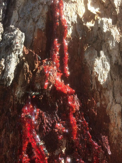 native stingless bees collecting sap from m’bloodwood tree.jpg