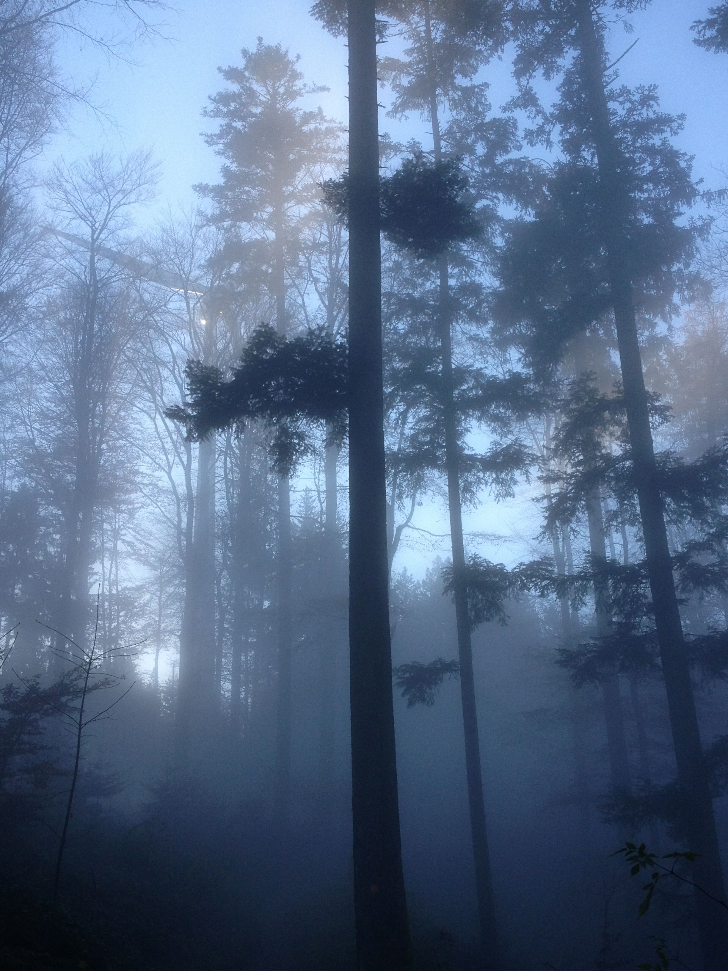 nebel.jpg