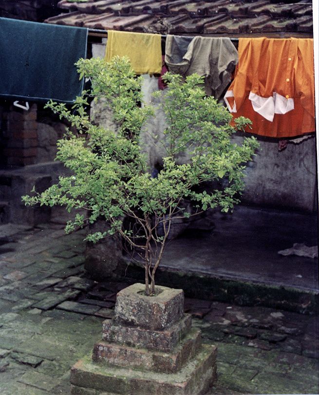 Ocimum_tenuiflorum.jpg