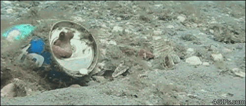 Octopus-touches-finger.gif