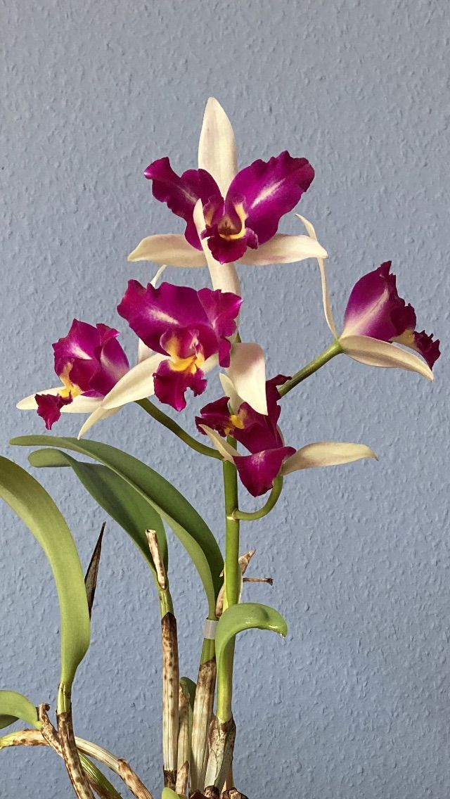 orchidee.jpg