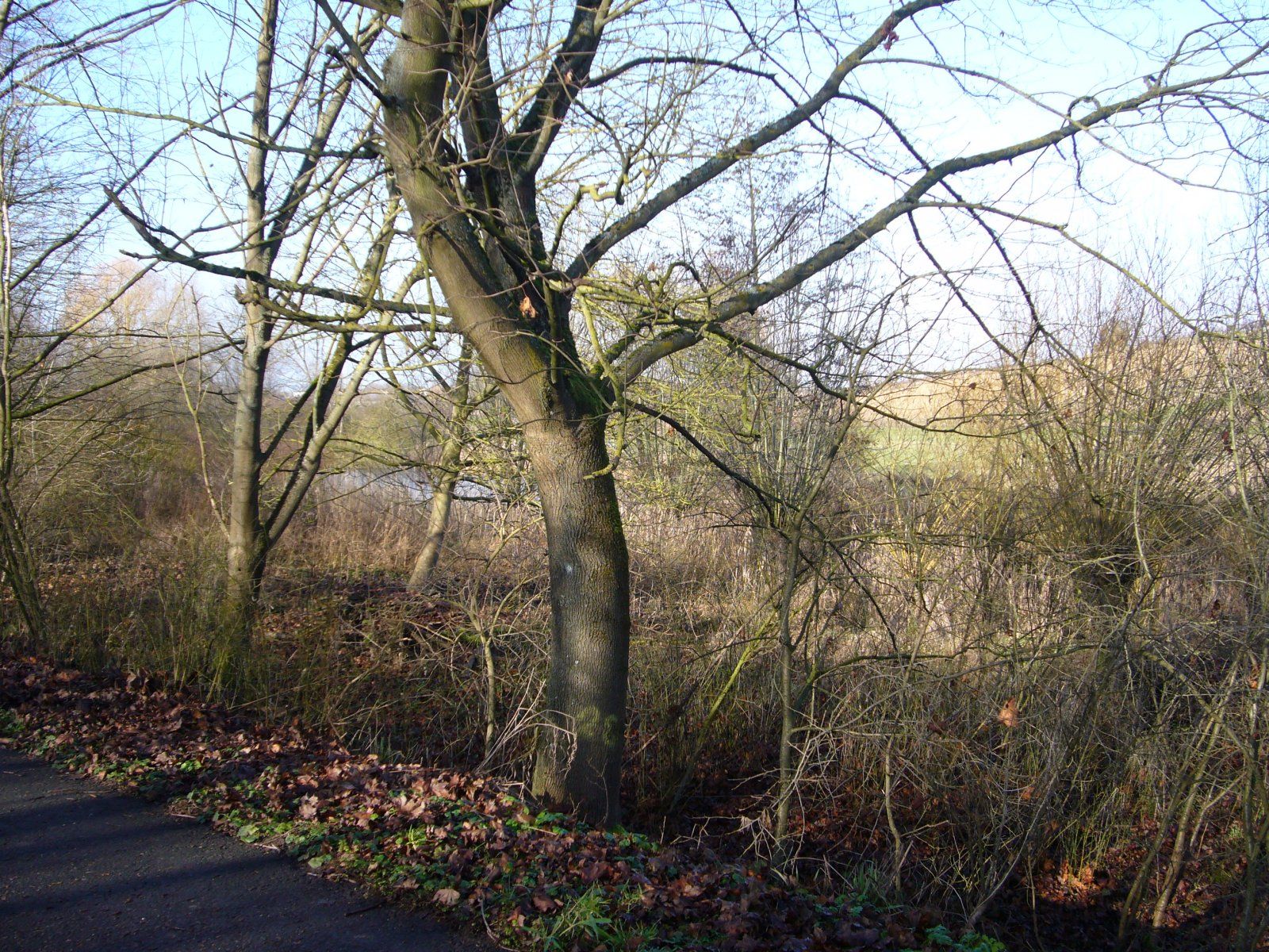 P1100631.JPG