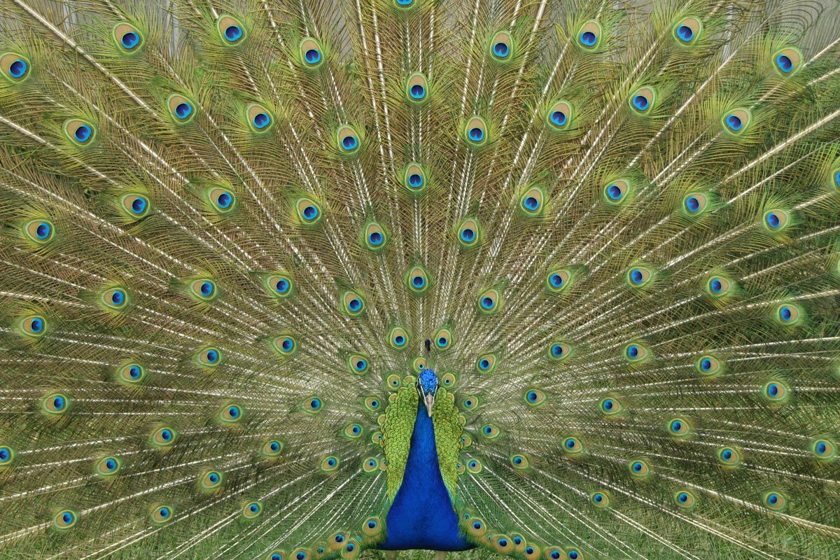 pfau.jpg