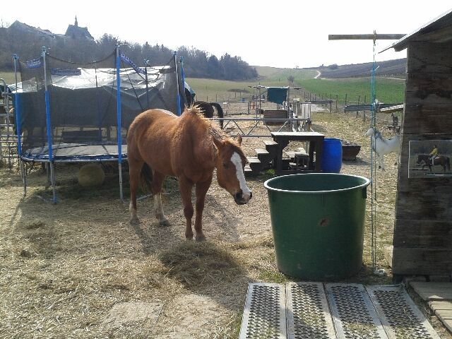 pferd.JPG