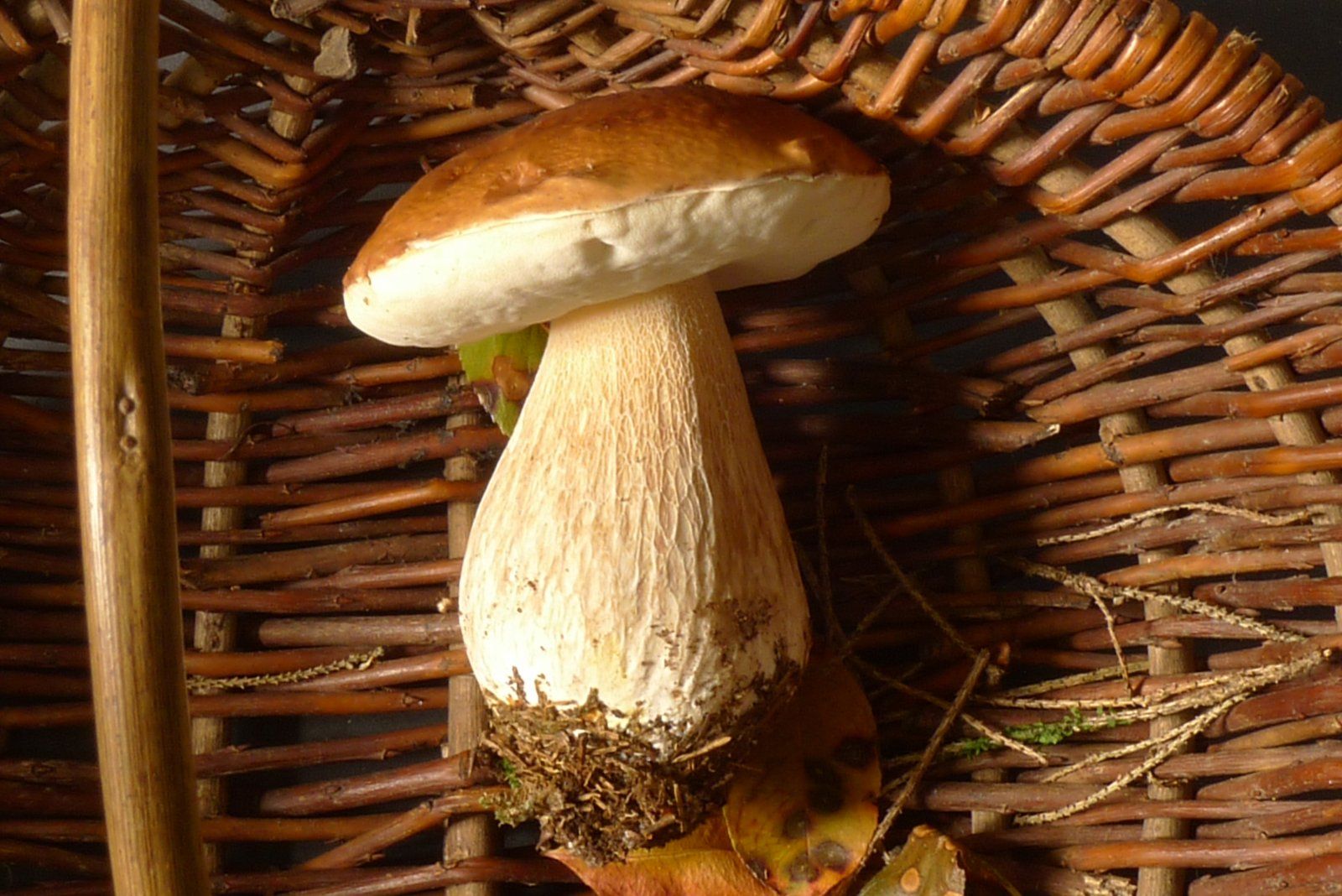 pilz.JPG