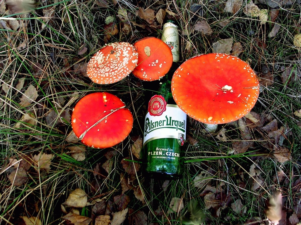 PilzPils.jpg