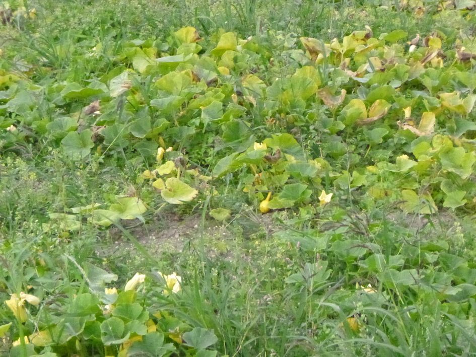 pompoenen.JPG
