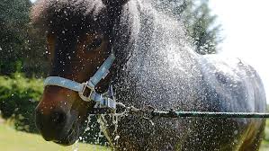 Ponyhof_shower.jpg
