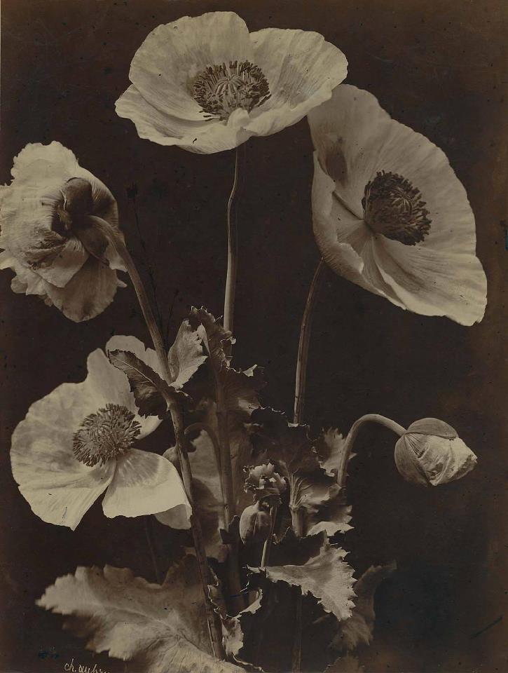 Poppies by Charles Hippolyte Aubry circa 1864.jpg