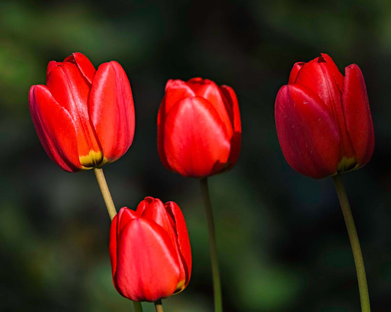 ProPhotoRGBKeine Tulpen aus Amsterdam.jpg