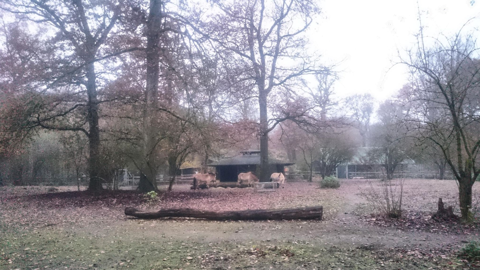 Przewalski_Pferde_Oberwald.png