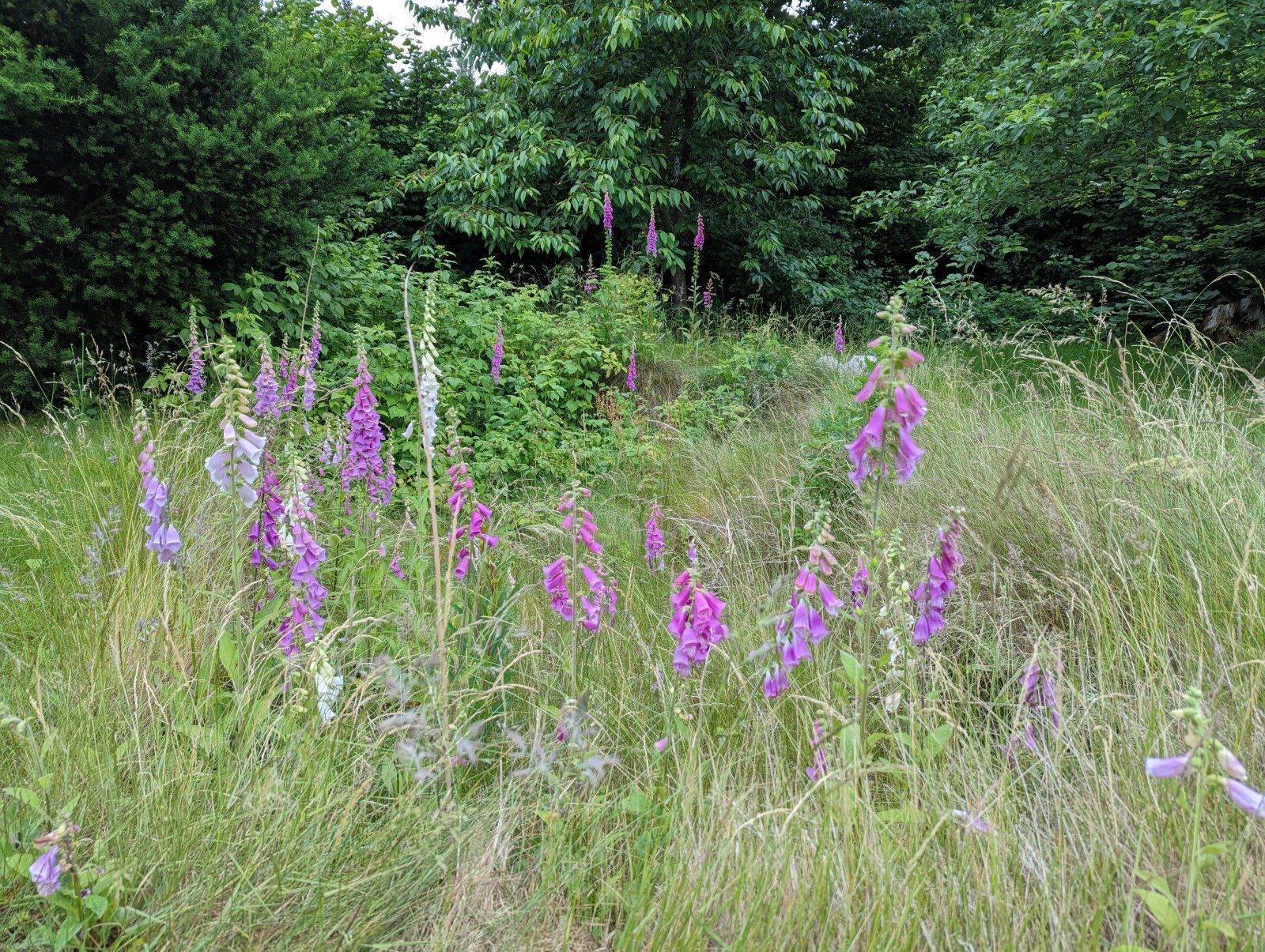 PXL_20220610_182006059.jpg