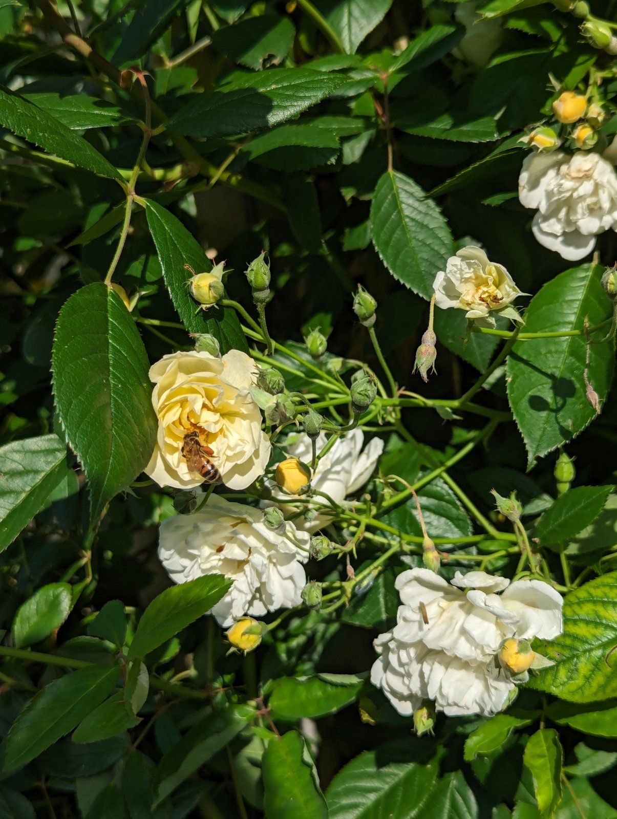 PXL_20240525_164458073.jpg