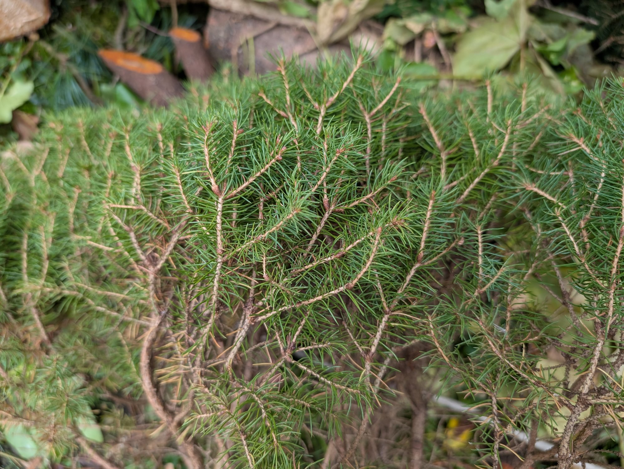 PXL_20251011_132439175.jpg