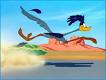 roadrunner.jpg