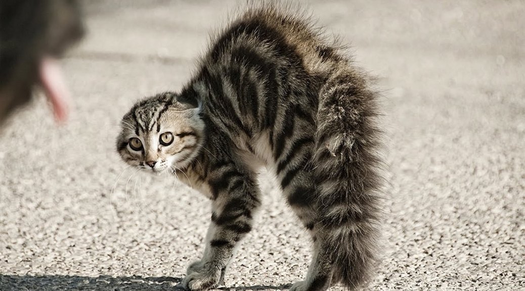 scared-cat.jpg
