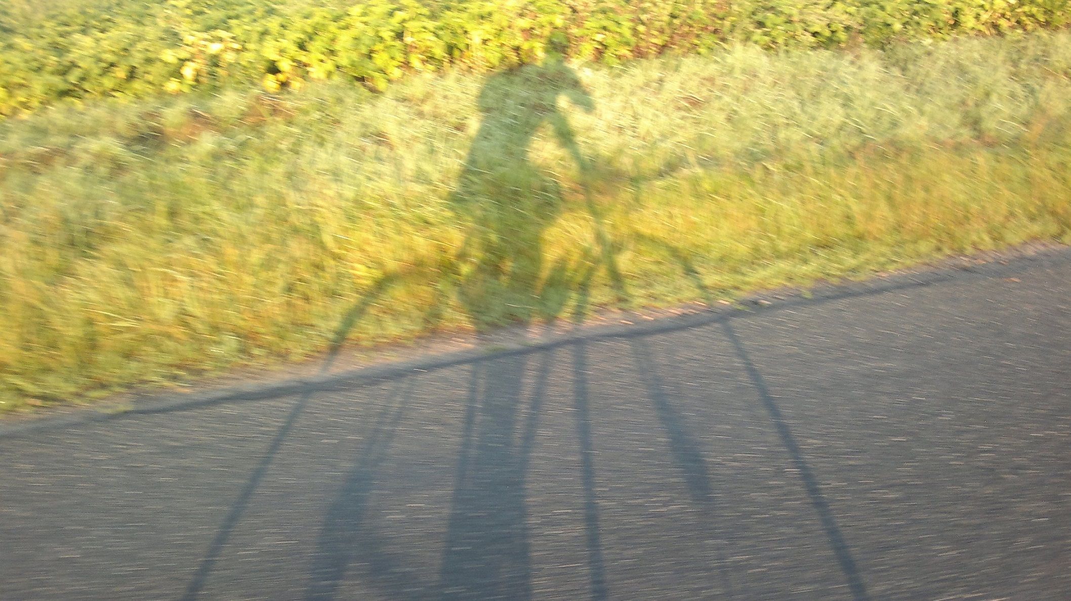 Schatten.jpg