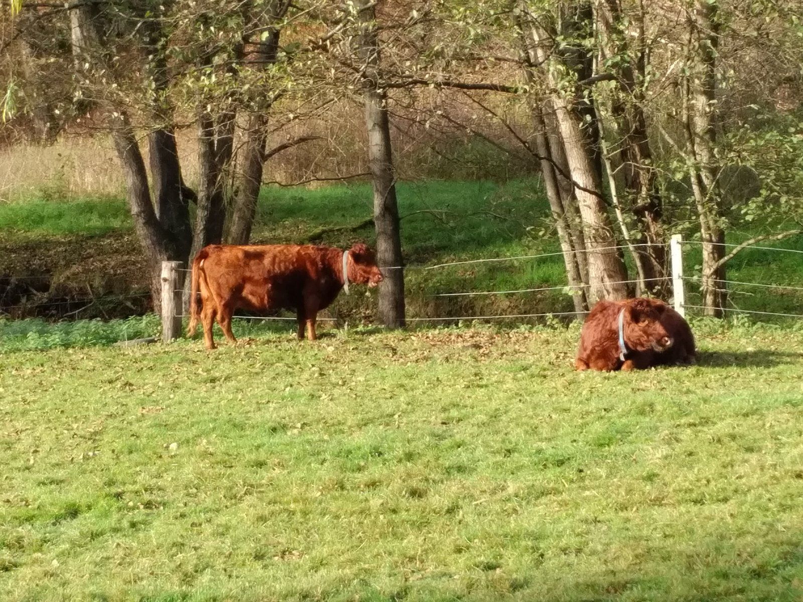 Schmitzhöhe - Lindlar - Nov 2022 00019.jpg