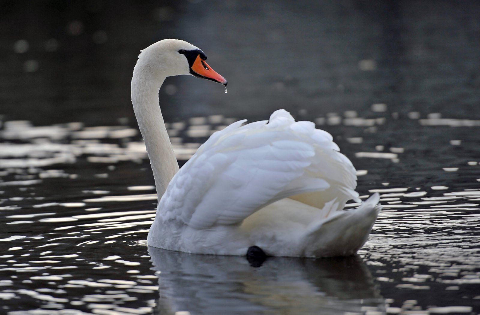 Schwan....jpg
