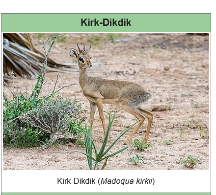 Screenshot 2023-02-15 at 05-35-55 Kirk-Dikdik – Wikipedia.png