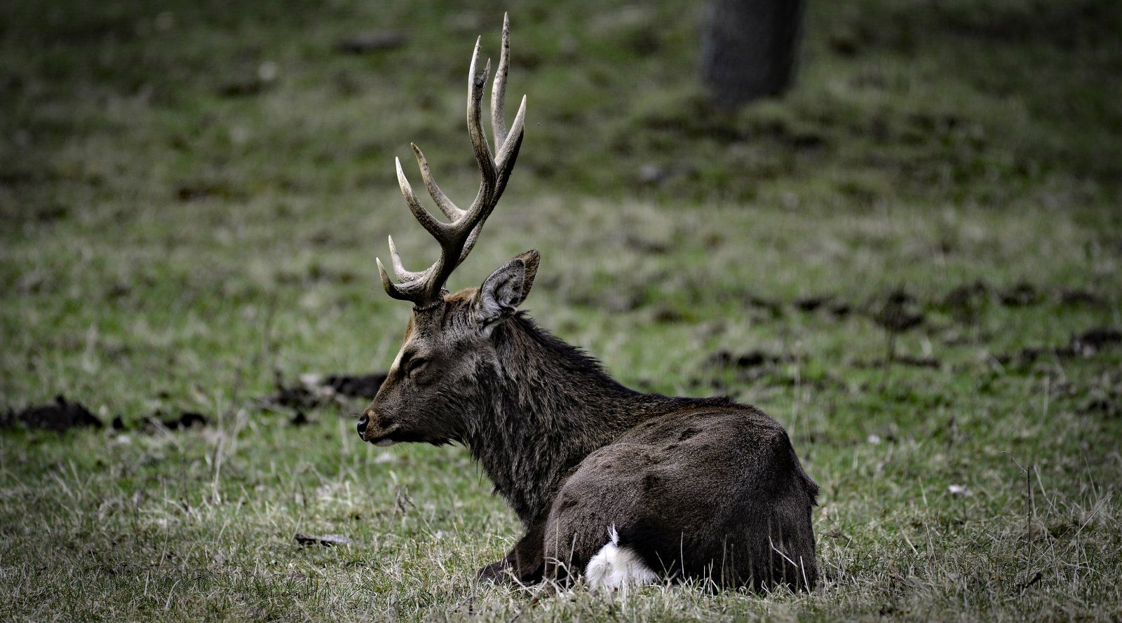 Sikahirsch mit Vignette.jpg