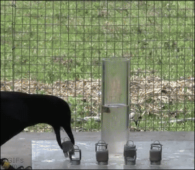 Smart-crow-uses-displacement.gif