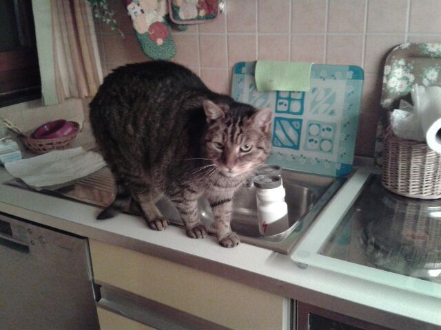 Specialized cat.jpg