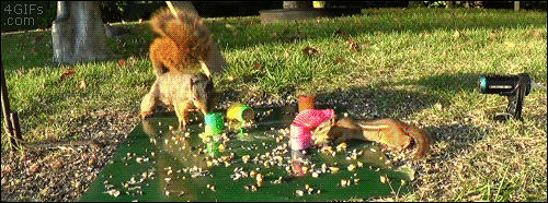 Squirrel-shoots-slinky-at-chipmunk.gif