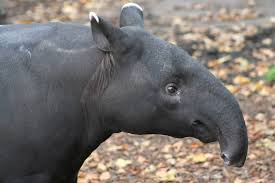 tapir.jpeg