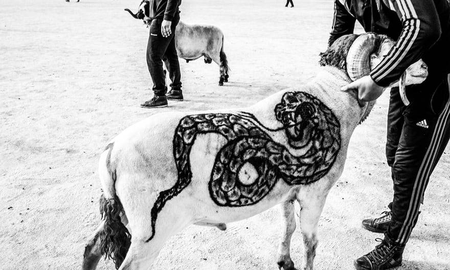 The brutal world of sheep fighting - the illegal sport beloved by Algeria’s ‘lost generation’.jpg
