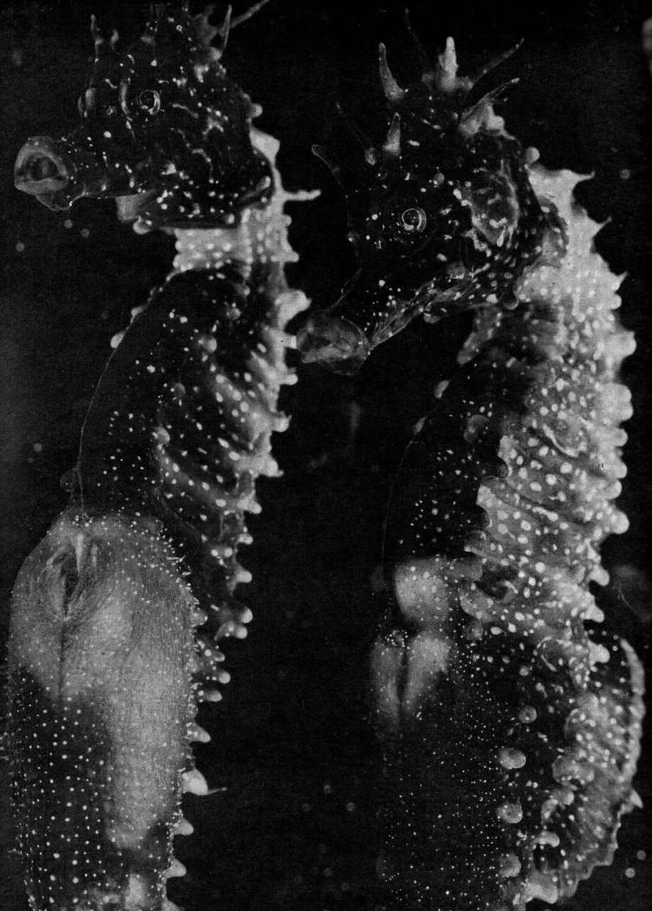 The Seahorse (1934), one of Jean Painlevé’s “scientific-poetic” sea documentaries (film.jpg