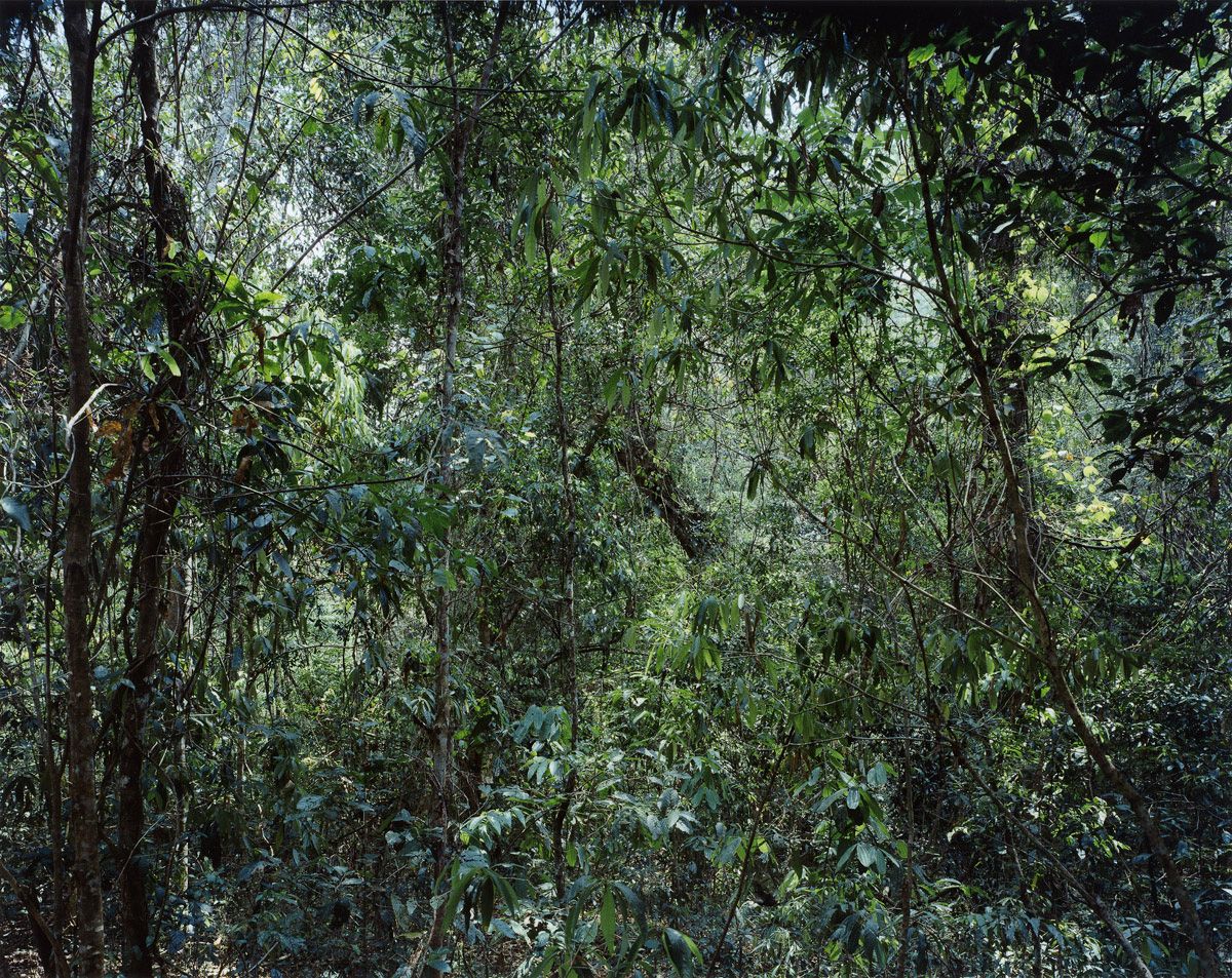 Thomas Struth - Paradiese 09Xi Shuang Banna, Provinz Yunnan, China, 1999.jpg