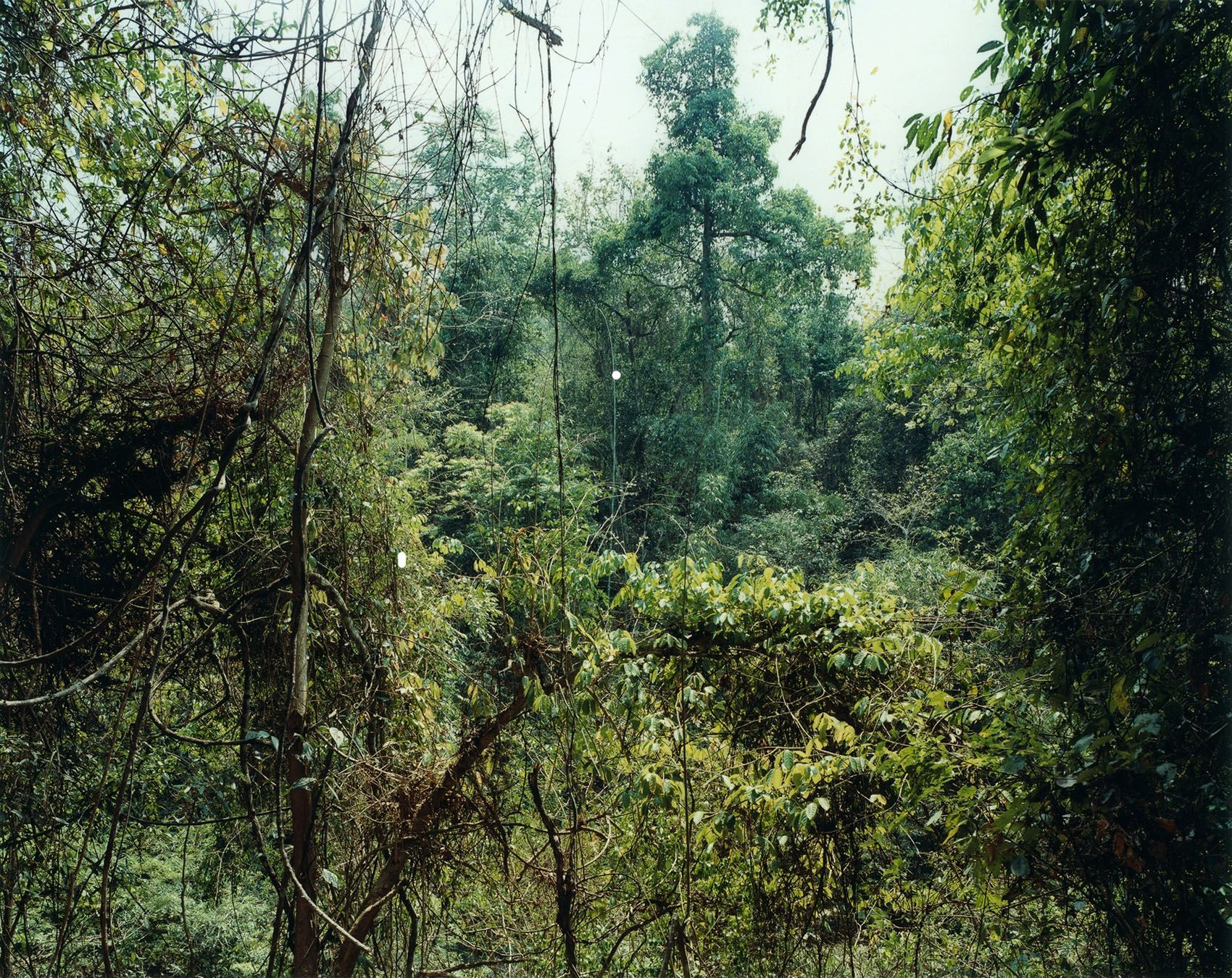 Thomas Struth- Paradise 10 (Xi Shuang Banna), Yunnan Province, China (1999).jpg