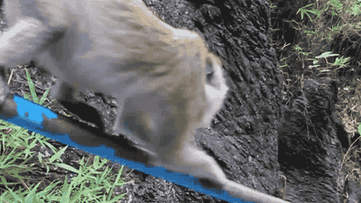 tmp_1146-34514102294.gif