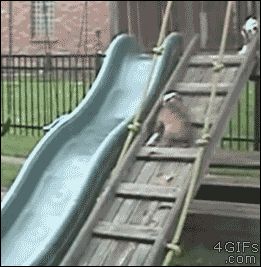 tmp_12731-Bulldog-puppy-loves-slide-971954657.gif