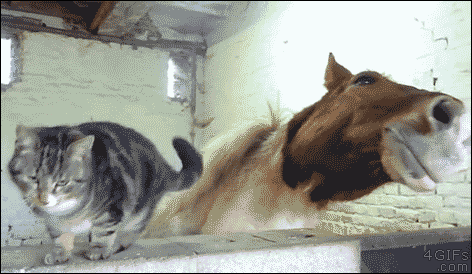 tmp_13560-19374076212.gif