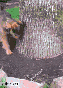 tmp_13805-nvOMJQZ221094427.gif
