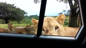 tmp_16131-feYOo4D-2100152176.gif